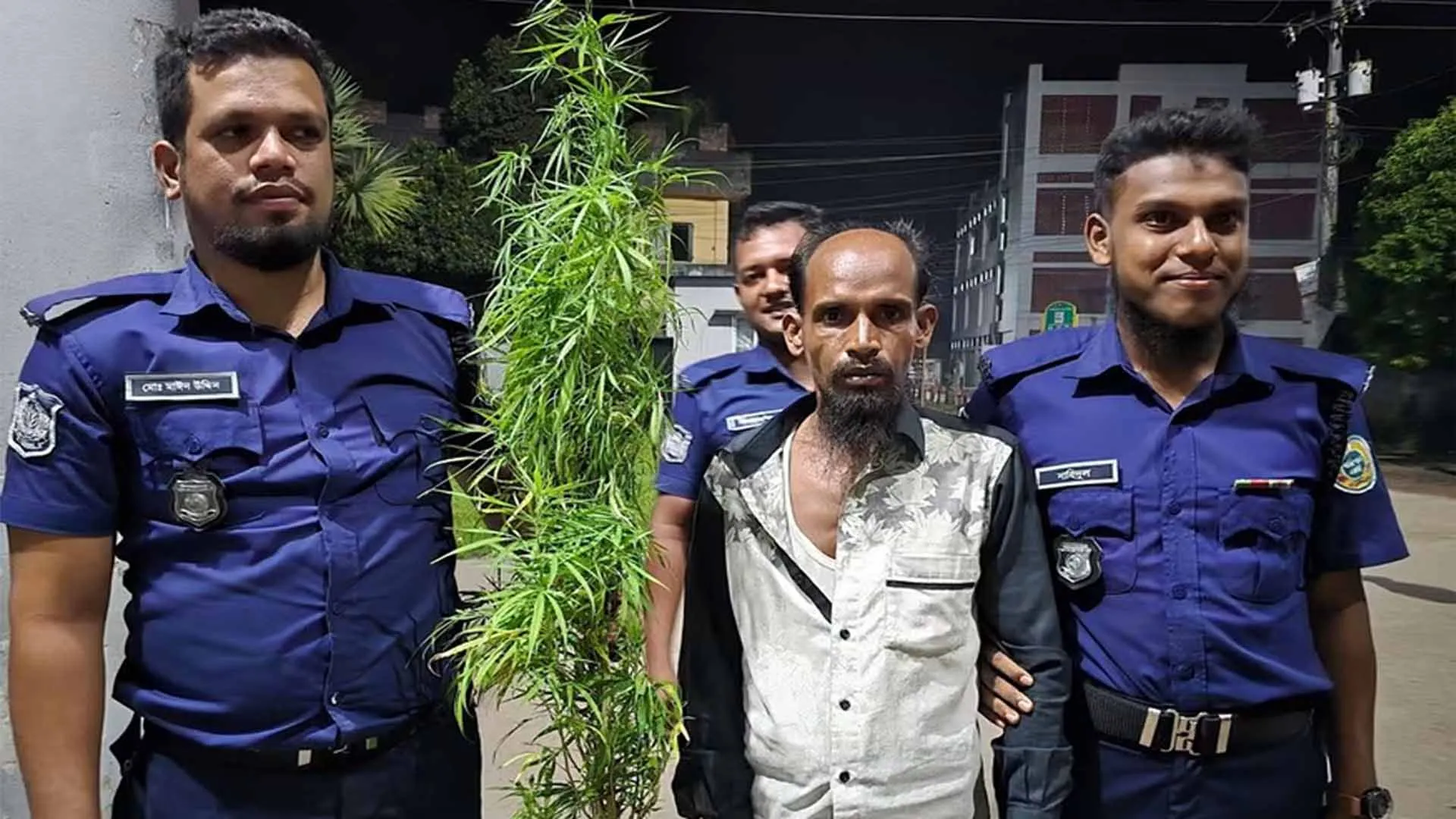 বাউফলে গাঁজা চাষি গ্রেপ্তার, গাছ উদ্ধার